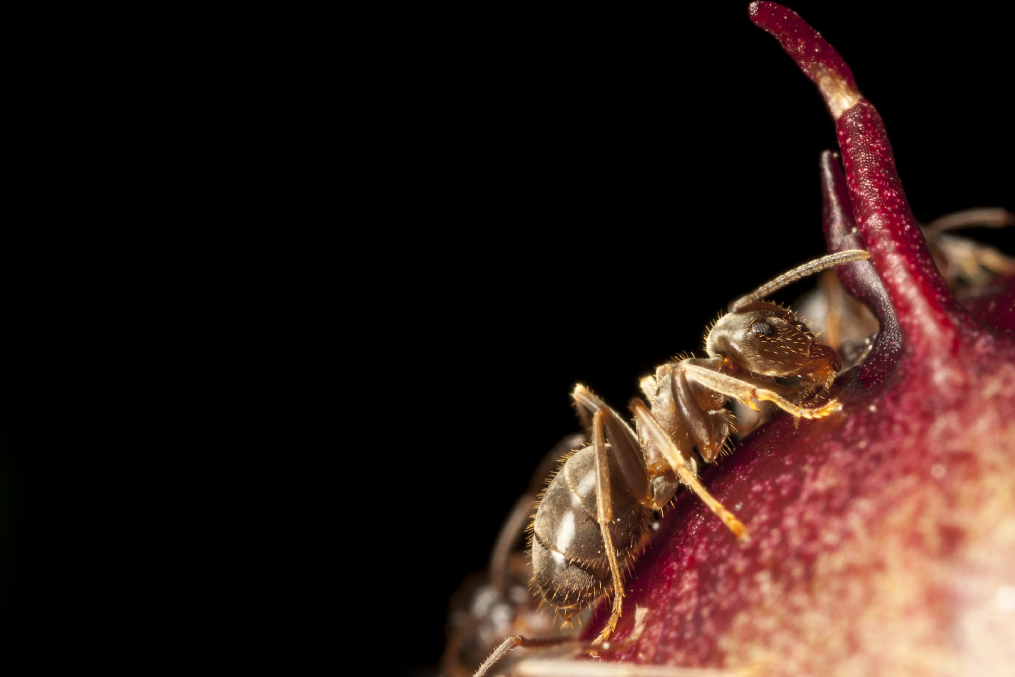 Hospitals make perfect environments for colonies of pharoah ants