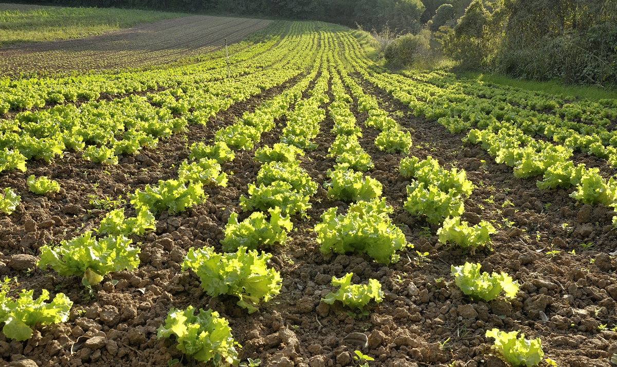 The new system will help to support local producers, who find it harder to tender for NHS contracts